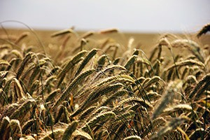 Agrofood Industry